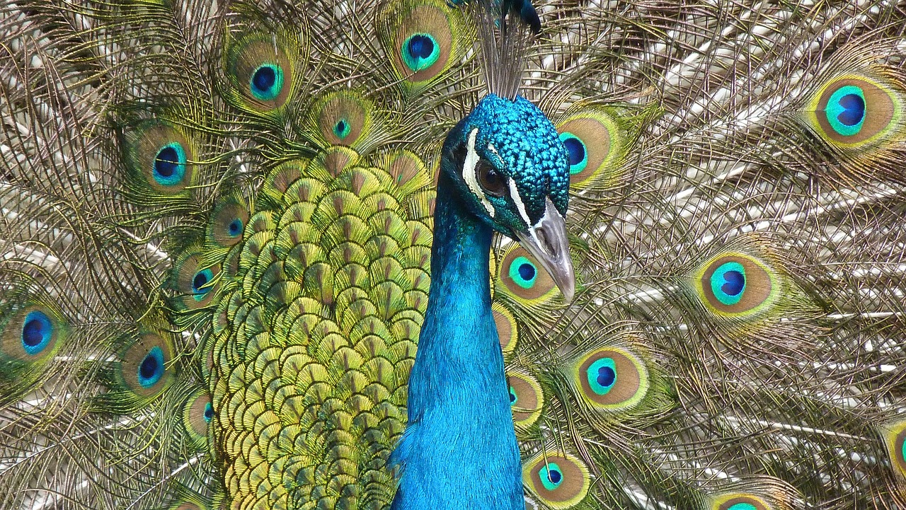 A peacock with its tail spreaded. Context: Polish idioms