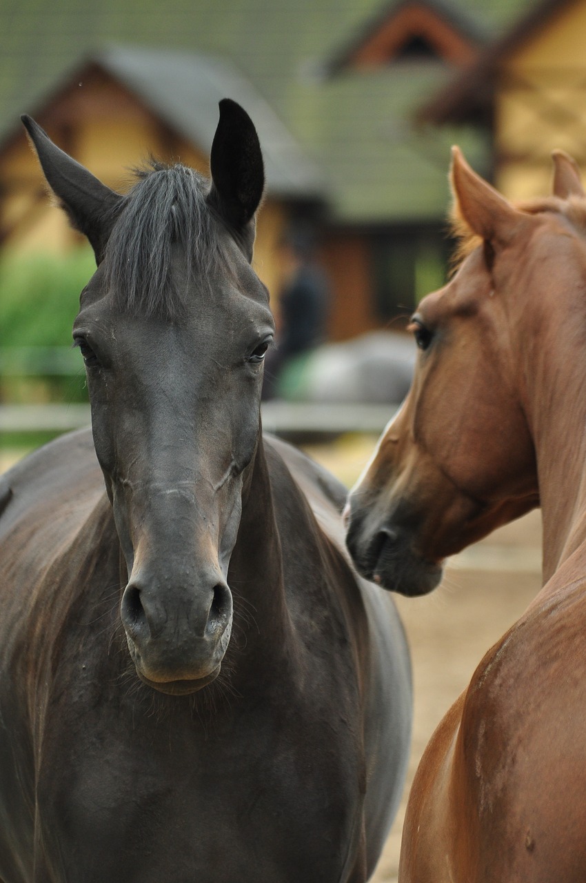 Two horses - black and brown. Context: Polish idioms